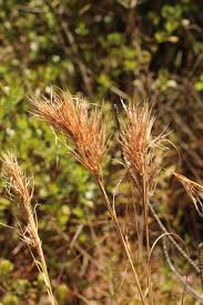 Image result for Andropogon ligulatus