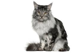 maine cat breed information