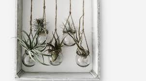 I'm sure you'll find at least 1 or 2 that you love! Plant Profile How To Care For Air Plants Planet Houseplant