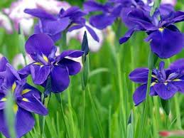 Pianta che tappezza di foglie il muro; Iris Bulbi Come Coltivare L Iris
