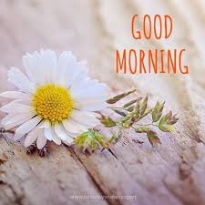 Good morning images with flowers for whatsapp status, whatsapp dp. 60 Good Morning Images With Pretty Flowers Updated 2019