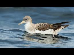 Image result for Dissotis caloneura