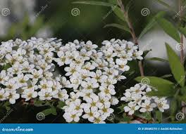 Image result for Spiraea prunifolia