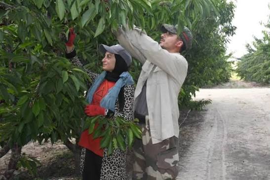 Yozgat'ın #Sorgun ilçesinde kiraz hasadı sürüyor. Kalibresi 28-30 milimetre  olan kirazlar iç piyasaya gönderilirken Japonya, Rusya, Gürcistan ve  Hollanda gibi ülkelere de ihraç ediliyor. Sorgun ilçesi Bahadın beldesinde,  5 yıl önce 'Burada