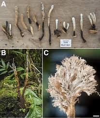 Image result for Priva flabelliformis