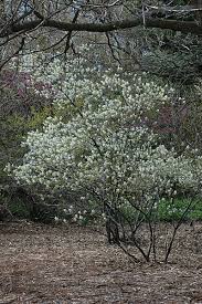 Image result for Amelanchier laevis