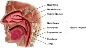 Anatomie Und Physiologie Der Atmung Springerlink
