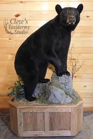 Award Winning Black Bear Shoulder Mount Clete S Taxidermy Studio Black Bear Hunting Black Bear Bear Hunting