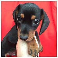 They all get daily exercise & love! Dachshund Puppies For Sale Alabama