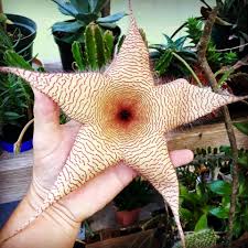 Image result for Stapelia gigantea