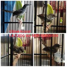 Agar burung kicau yang anda miliki bisa memiliki kicauan burung ciblek kristal super gacor. Iwan Birds Shop I B S Assalamualaikum Bismillah Fs Burung Ciblek Kristal Gacor Owor Owor Siap Tempur Ngebren Ak47 Tembakan Pedas Variasi Komplit Usia Mapan Sehat No Cacat Bisa Kirim Dalam Kota