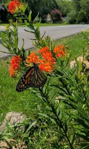 Monarch Nectaring On Butterfly Milkweed Asclepias Tuberosa Asclepias Tuberosa Asclepias Native Plants