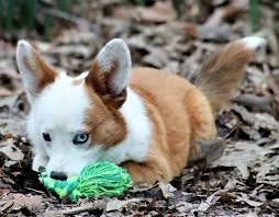 Given the popularity of this hybrid's parent breeds, we might consider this a steal. Aussie Corgi Dog Breed Information