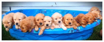 Around 22 inches tall and weighing anywhere between 55 and 75lb. English Cream Golden Retriever Puppies Pets And Animals For Sale Spokane Wa
