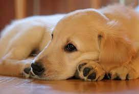 Maybe you would like to learn more about one of these? Golden Retriever Rescues In Virginia Adopt A Golden Retriever Near You Golden Hearts