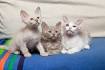 LaPerm Cat Breeders in the United States | Available ...