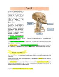 Los mecanismos desencadenantes de estos síntomas, pueden deberse a una insuficiencia circulatoria a nivel de la columna cervical, alteraciones en los músculos cervicales, tendones o articulaciones. Resumen De Cuello Y Dorso Docsity