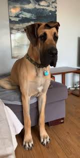 You can keep your dane on leash at first to keep him from wandering. Adorable Dog Sits On Couch Like A Human Jukin Media Inc