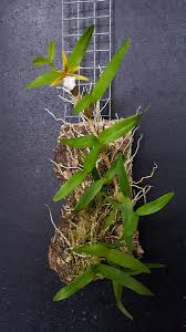 Cold to warm temperatures, partial shady. Epidendrum Polybulbon Dinema 2017 Orchids Forum