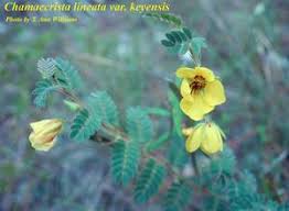 Image result for Chamaecrista grantii