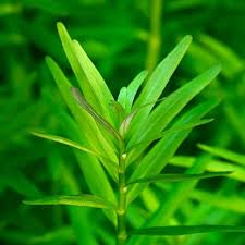 Image result for Rotala filiformis