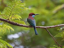 Discover lapang meaning and improve your english skills! Berek Berek Leher Biru Bird Species Birds