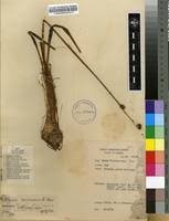 Image result for Albuca nigritana