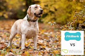 Cognate with icelandic hvísla (to whisper), russian свистеть (svistetʹ, to whistle). Fitbark Vs Whistle Which Dog Activity And Gps Tracker Is Best