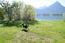 Mit dem regenradar verfolgen sie live regen, schnee und wolken. Campen Wandern Und Baden Mit Hund Camping Mit Hund Am Wolfgangsee Jack Auf Reisen