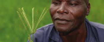 Image result for Eleusine kigeziensis