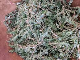 Tribulus terrestris recipes for flavor and health