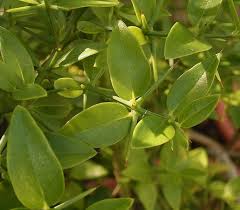 Image result for Azima