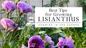 Image result for eustoma lisianthus in garden