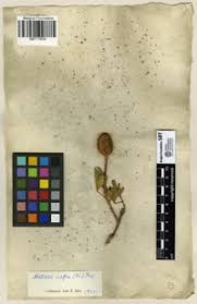 Image result for Maerua cafra