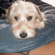 Marc and Susan Jaffe (@snowdancefarm) • Instagram photos and videos