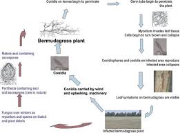 The spores can be rubbed off the grass blades with a finger. Leafspot Diagnosis And Management In Bermudagrass Forages Uga Cooperative Extension