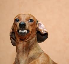 Check spelling or type a new query. Small Dog Aggression Is It Real West Park Animal Hospital