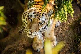 But tony vecchio, zoo director, said he's eager for lions to return he said finding money would fall to the oregon zoo foundation, a nonprofit fundraising group. Zoo Says Goodbye To Beloved Amur Tiger Mikhail Oregon Zoo