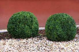 Enjoy beautiful greenery all year long with the faux boxwood spiral topiary by pure garden. 11 Best Topiary Plants To Grow