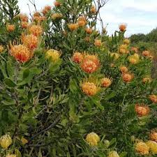 Image result for Commicarpus pedunculosus