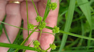 Image result for Cyperus difformis
