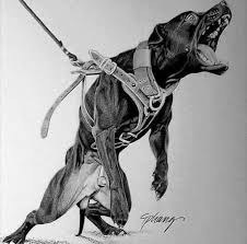 Black And White Pitbull Wallpaper Fitpit Tatuajes De Pitbull Arte Del Perro Dibujos De Pitbull