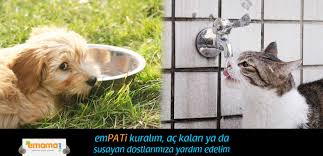 Biraz Empati Kuralim Www Emamapet Com Tr Emamapet Kedi Kedicikler Kopek Kedimamasi Kopekler Kopekmamasi Kediler Pet Pe Evcil Hayvanlar Kopek Hayvan