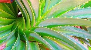 Image result for Aloe bukobana