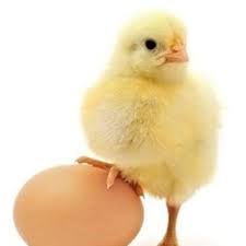 Get cucuk meaning in english at best online dictionary website. Cucuk Cucukumsu Twitter