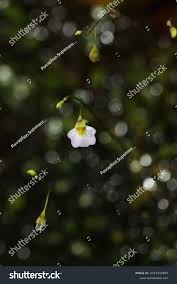 Image result for Utricularia striatula