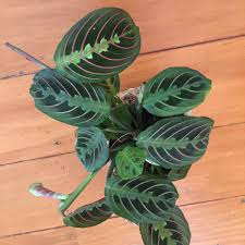 Buy Indoor Plants Online Nz