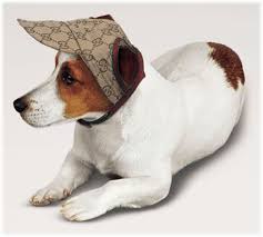 Pin De Deanna Chambers Em Moda Pet Russell Terrier Jack Russell Terrier Roupas Para Caes