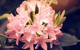 Natural beauty/ beautiful flower's photos, videos, images. Hd Wallpaper Beautiful Pink Rhododendron Flowers 2017 Spring Ph Flowering Plant Wallpaper Flare