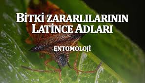 Bitki Zararlilarinin Latince Ve Turkce Isimleri Nedir Etarim Net